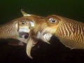   These pictures mating Sepia was made moment good visibility no divers around som sunlight meter depth. depth  